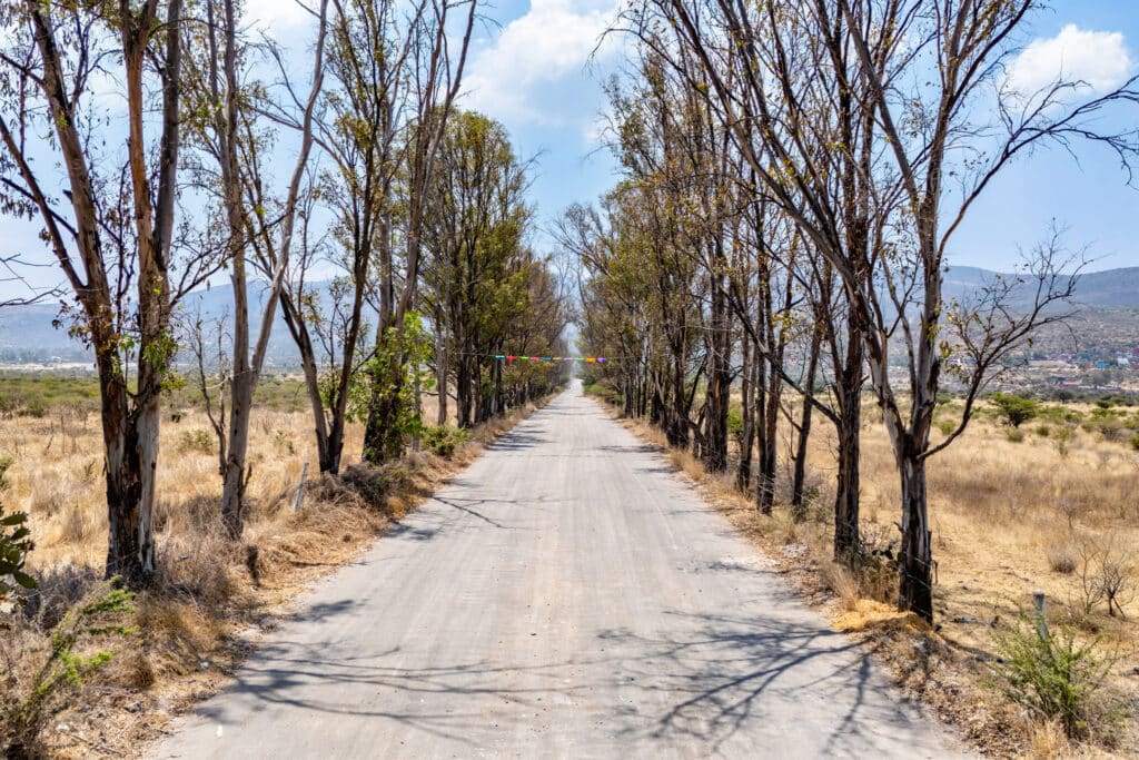 Dirt road lined with tall, leafless trees in Rancho Guadalupe, San Miguel de Allende, in the Alcocer area.